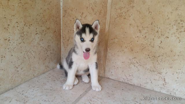 Adorable chiot husky de sibérie