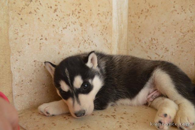 Adorable chiot husky de sibérie