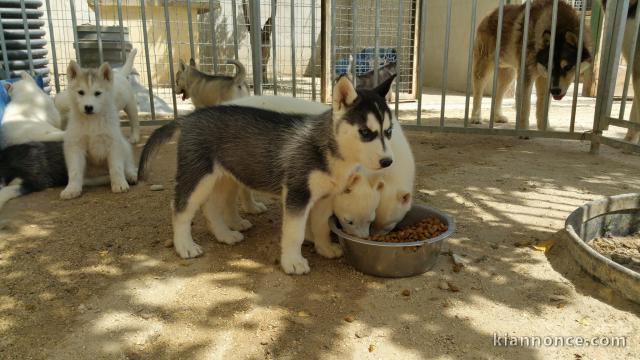 Adorable chiot husky de sibérie