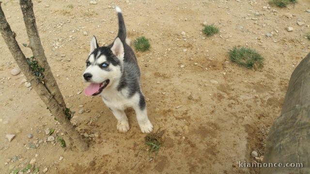 Adorable chiot husky de sibérie