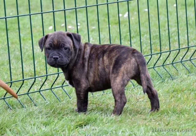 CHIOTS  Staffordshire Bull Terrier A DONNER