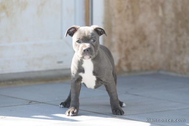 ADORABLE CHIOTS  Staffordshire Bull Terrier A DONNER