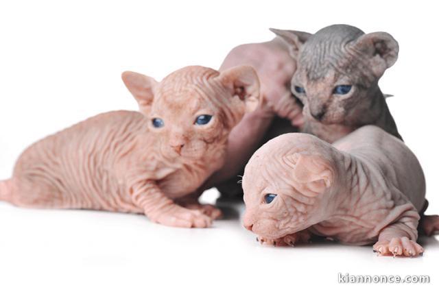 Superbes Chatons Sphynx Pure Race Pedigree