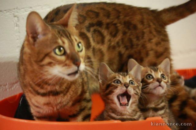 Adorables Chatons Bengal Pure Race