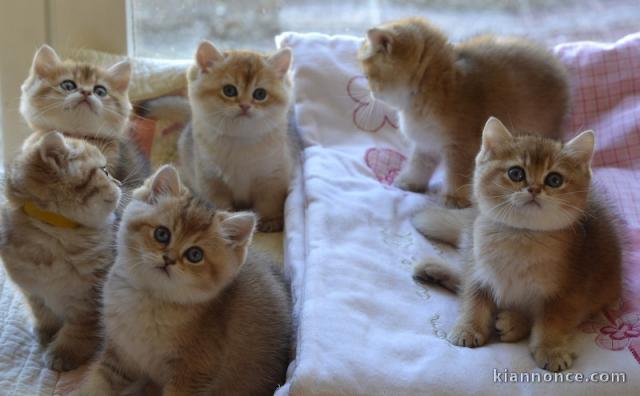 Superbes Chatons British Shorthair Pure Race