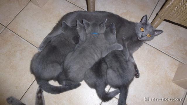   Superbes Chatons Chartreux Pure Race Pedigree