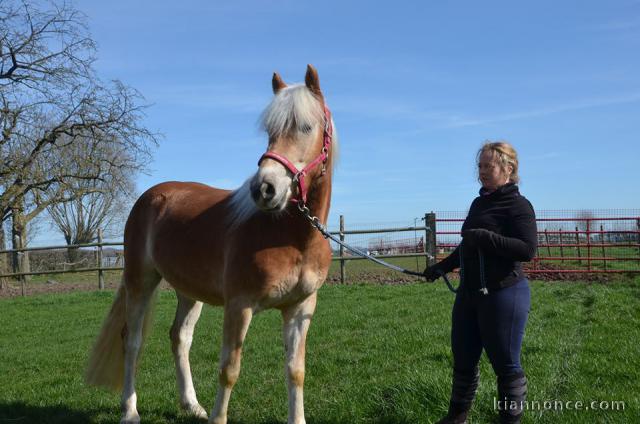 Cheval Haflinger disponible 