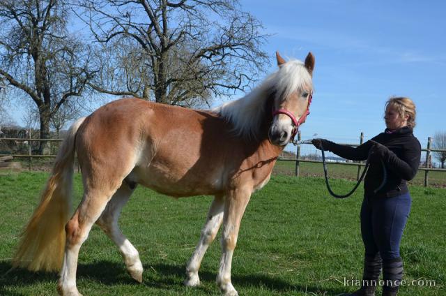 Cheval Haflinger disponible 