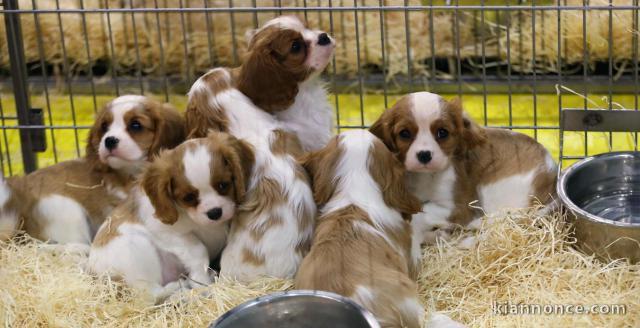 Chiots cavalier king charles a donner