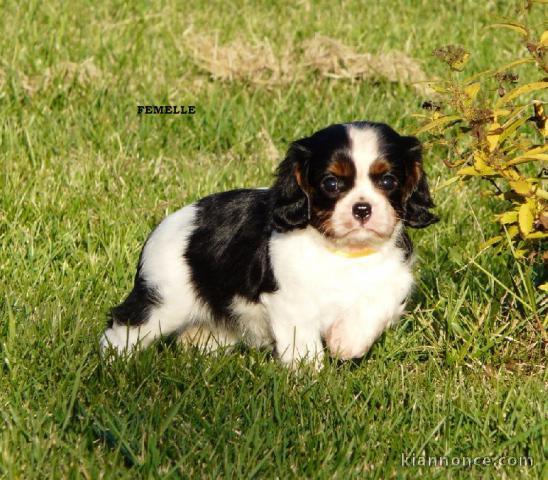 Chiots Cavaliers King Charles a donner