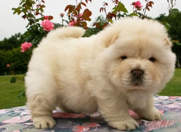 chiot chow chow a donner