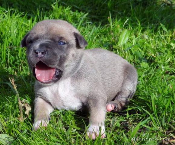 Chiots american staffordshire terrier a donner