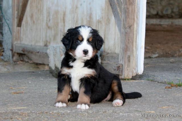 chiot bouvier bernois femelle et mâle a donner