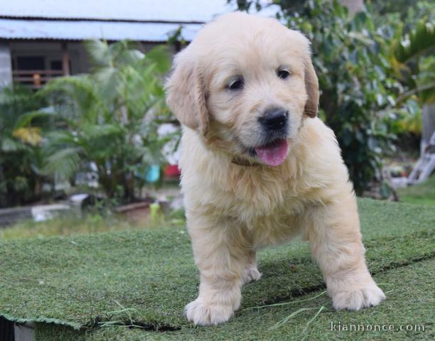 Don de magnifique chiots golden retriever  lof