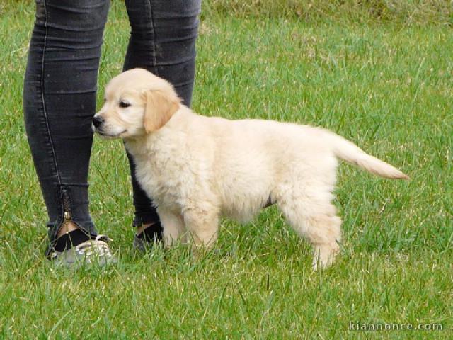 don de chiots golden retriever