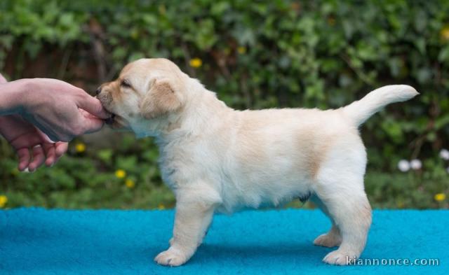 Chiots labradors lof a donner