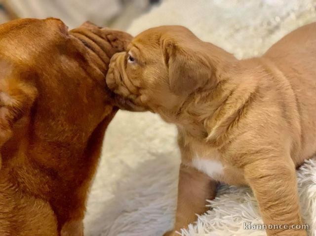 Dog de bordeaux disponible 