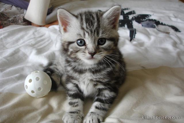 Chatons British Shorthair a Donner