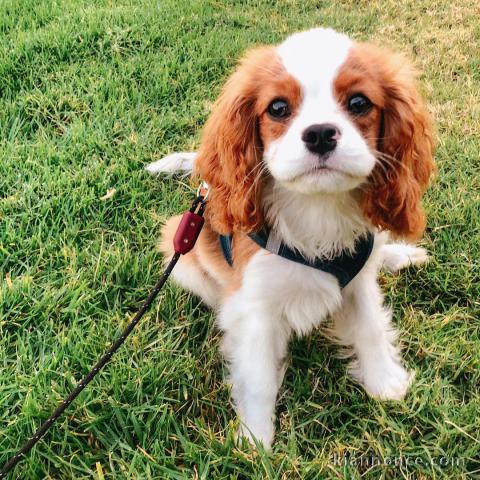 Adorables cavaliers king charles à donner pour adoption..