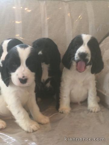 Chiots Cocker Spaniel Anglais 