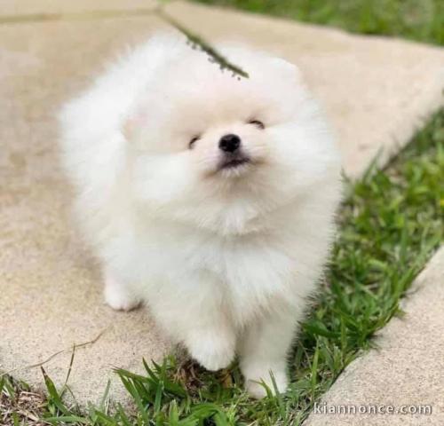 Adorables chiots spitz nain 