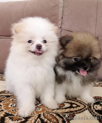 Adorables chiots spitz nain 