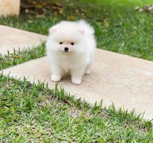 Adorables chiots spitz nain 