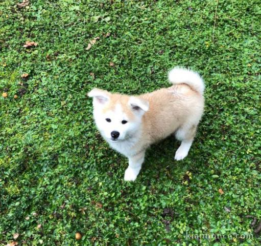 Notre CHIOT Akita Inu