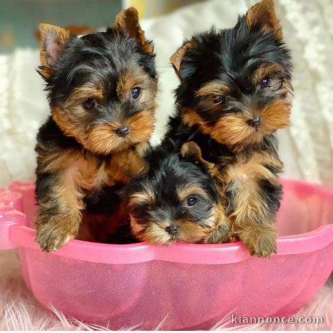 Adorables chiots morkie disponible pour adoption