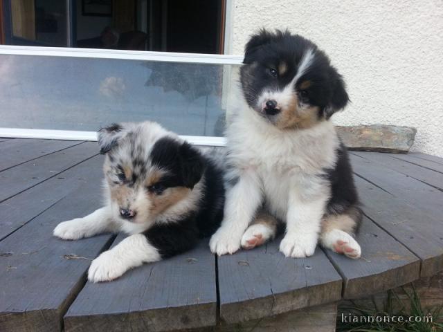 Chiots Berger Australiens a donner