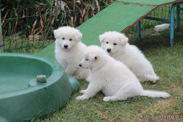 A donner Chiots berger blanc suisse