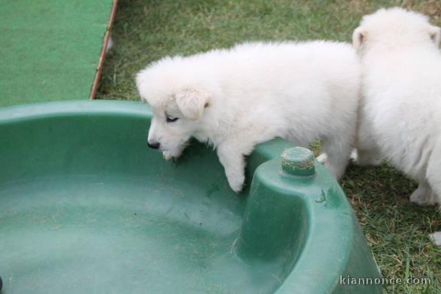 A donner Chiots berger blanc suisse