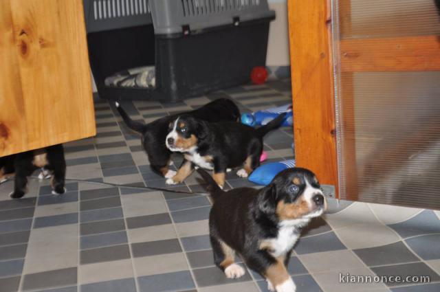 CHIOTS BOUVIER DE L\