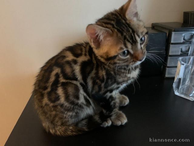 Adorables chatons bengal disponible de suite