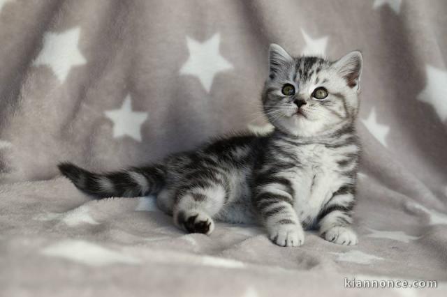 Chatons British Shorthair a Donner