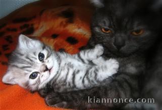 Chatons British Shorthair a Donner