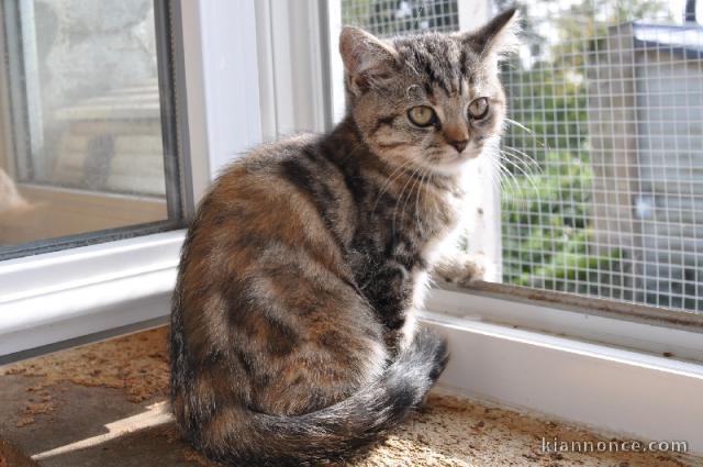 magnifique chaton british shorthair à donner