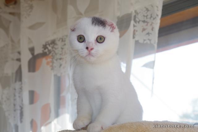 magnifique chaton scottish fold à donner