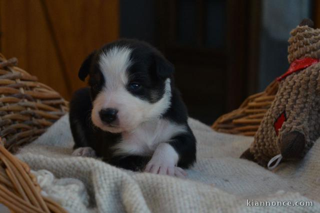 A DONNER Chiot Border Collie femelle