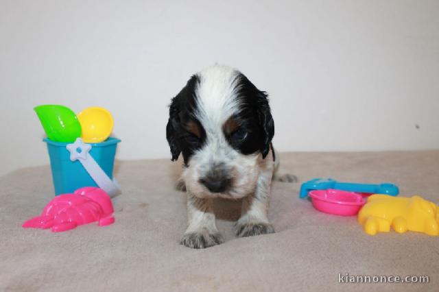 jolie cocker Spaniel anglais à donner