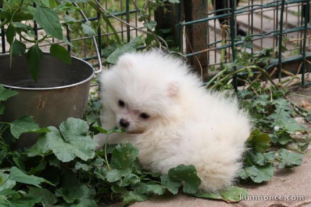 Donne petite chiot spitz allemand nain