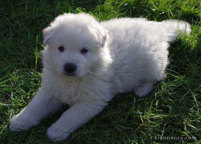 A donner chiot femelle type berger blanc suisse