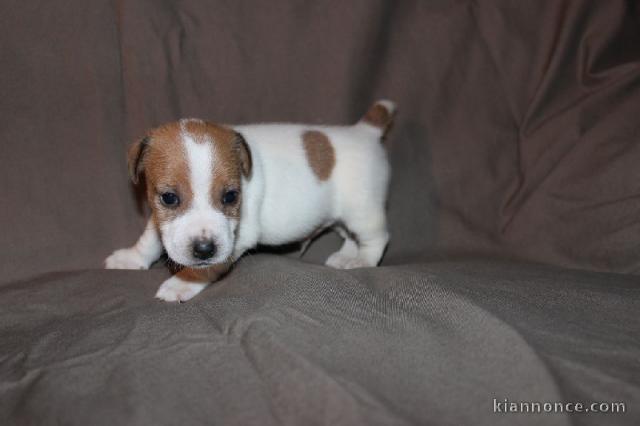 A donner magnifique Chiot type Jack Russel