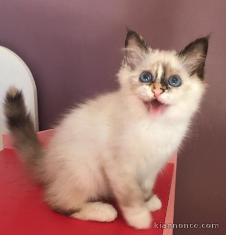 chaton sacré de birmanie femelle à donner