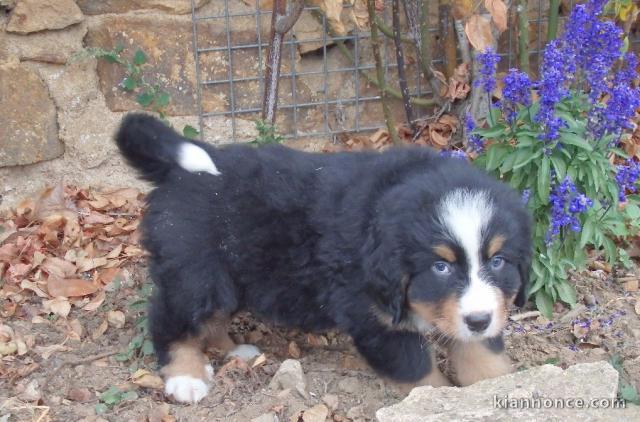 Chiot de race Bouvier bernois a donner