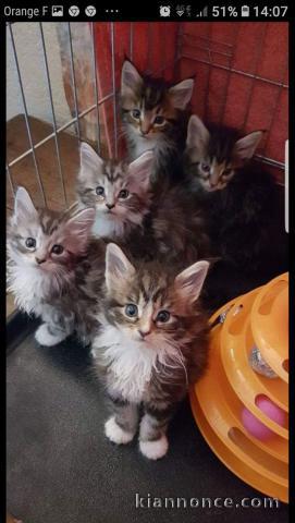 4 chaton main coon a donner