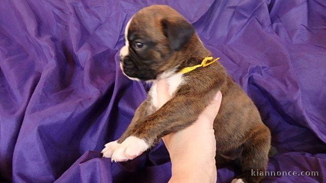 A donner chiot type boxer femelle