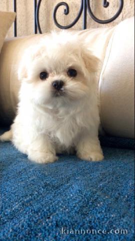 A donner chiot type bichon maltais femelle