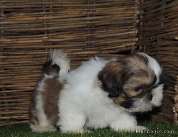 A donner Shih Tzu femelle non L.O.F