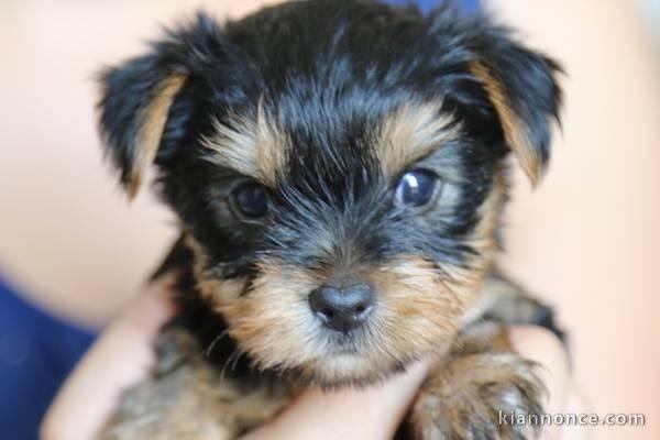 A Donner Petite femelle yorkshire terrier